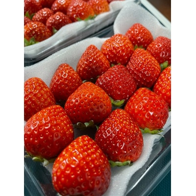 ふくおかエコ農産物認証いちご 福岡県産あまおう苺 約250g×2P(1月中旬から2月下旬発送)宇美町