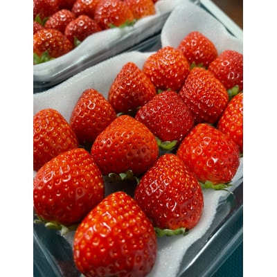 ふくおかエコ農産物認証いちご 福岡県産あまおう苺 約250g×4P(3月から4月中旬発送)宇美町