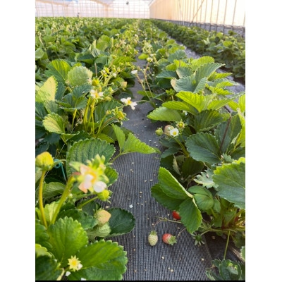 ふくおかエコ農産物認証いちご 福岡県産あまおう苺 約250g×4P(3月から4月中旬発送)宇美町