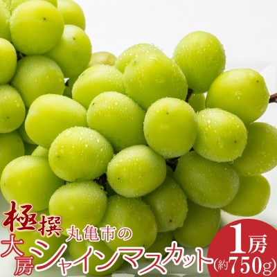 【2025年8月中旬より順次発送】極撰!香川県丸亀市の「大房シャインマスカット」1房(約750g)
