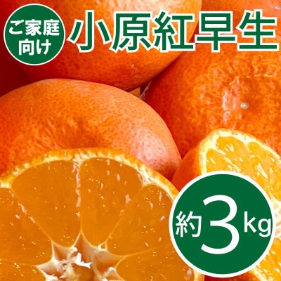 【2025年11月中旬より順次発送】ご家庭向け!真っ紅なみかんの「小原紅早生」約3kg