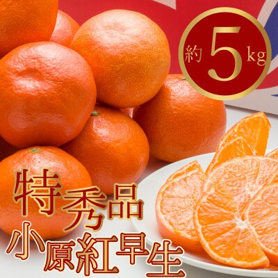 【2025年11月中旬より順次発送】特秀品!真っ紅なみかんの「小原紅早生」約5kg