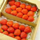 香川県オリジナル品種!大粒さぬき姫いちご4Pセット