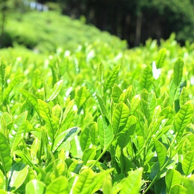 中川誠盛堂茶舗 近江赤ちゃん番茶300g×15本