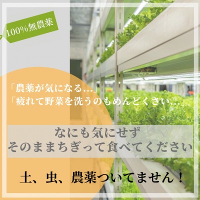 特盛り!直送!新鮮 栽培期間中農薬不使用 野菜 詰め合わせ