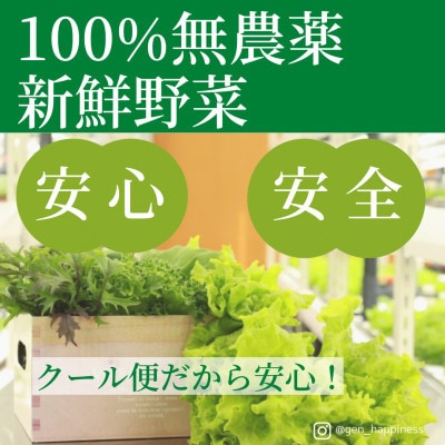 特盛り!直送!新鮮 栽培期間中農薬不使用 野菜 詰め合わせ