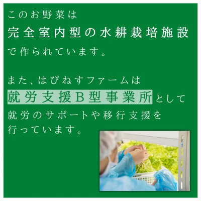 特盛り!直送!新鮮 栽培期間中農薬不使用 野菜 詰め合わせ
