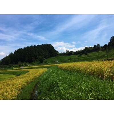 栽培期間中農薬・化学肥料不使用 白米粒が光る棚田米 滋賀県大津市産コシヒカリ玄米10kg