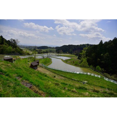 ●白ネギ●突き抜ける香りと風味!固定種・  栽培期間中農薬・化学肥料不使用!!約2000g