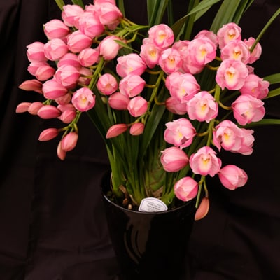 洋ラン シンビジウム (4本立て) アーチタイプ [No5354-0858]