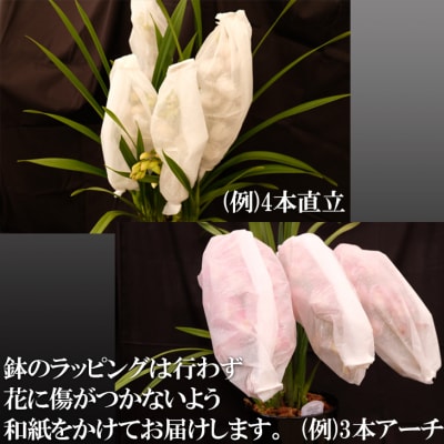 洋ラン シンビジウム (4～5本立て) アーチタイプ [No5354-0857]