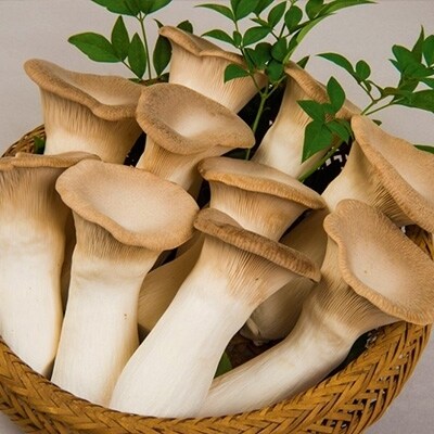 「山のホタテ」 エリンギ ギフトセット