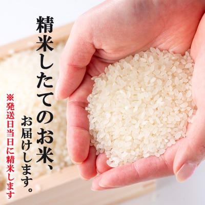 米 5kg 発送当日に精米します 小郡産 特A 特別栽培米 ひのひかり[No5354-0266]