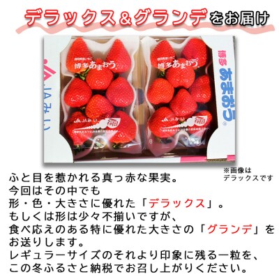 博多あまおう デラックス&グランデ 4p【申込:2025年2月10日迄】[No5354-0903]