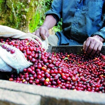 コーヒー 世界最高峰の一つ ラ・エスメラルダ ゲイシャ 100g×2 粉[No5354-7031]