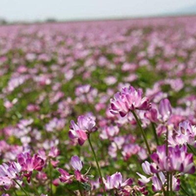 昔ながらの有機れんげ栽培 小郡産 「恋華米」5kg