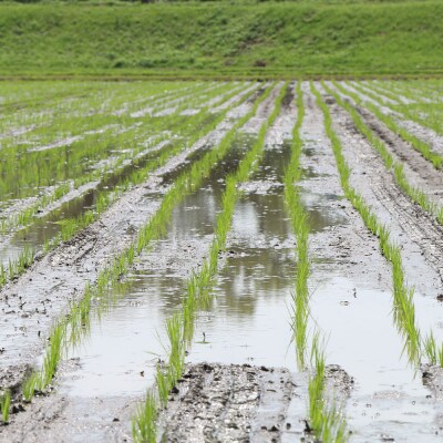 米 たごもり農園の自然米 ヒノヒカリ 5kg 小郡産 栽培期間中農薬不使用[No5354-0841]