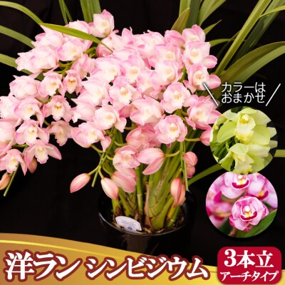 草場農園 洋ラン シンビジウム (3本立て) アーチタイプ