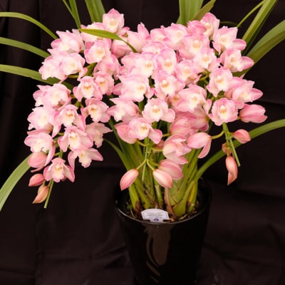 洋ラン シンビジウム (3本立て) アーチタイプ [No5354-0856]