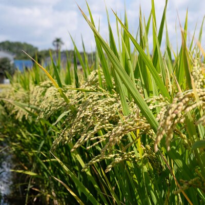 【令和5年産】行徳農園のお米「夢つくし」 筑後小郡産 10kg　農家直送