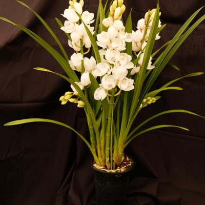 洋ラン シンビジウム (4本立て) 直立タイプ  [No5354-0855]