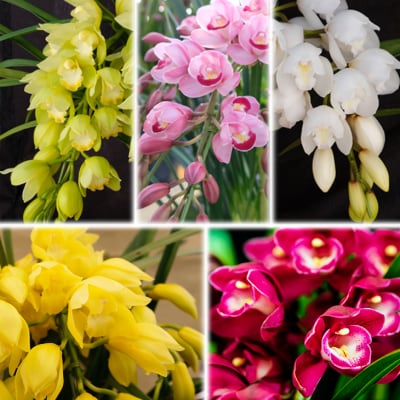 洋ラン シンビジウム (4本立て) 直立タイプ  [No5354-0855]