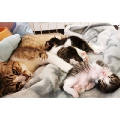 さくらねこ　アルダー製フードボウルスタンド(2皿)×2台