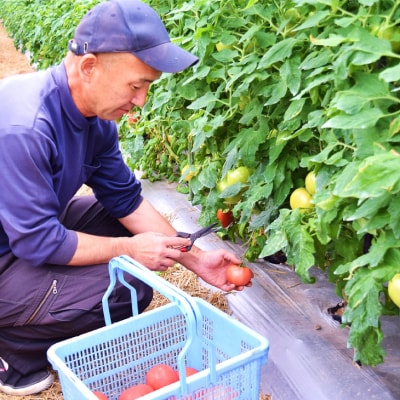【完熟】野瀬さんちのもぎたて「桃太郎トマト」(ハウス栽培)