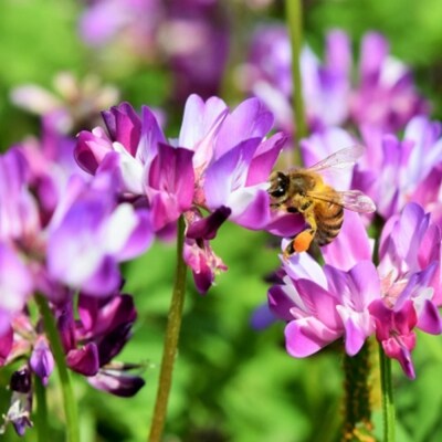 定期便3回 昔ながらの有機れんげ栽培 「恋華米」 2kg×3カ月[No5354-0895]