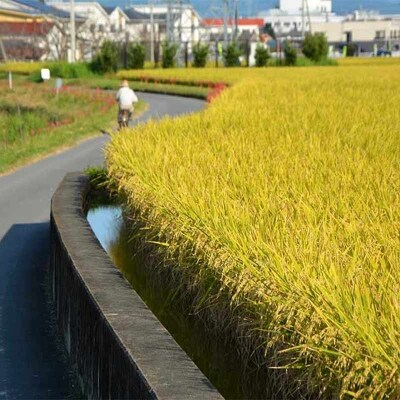 定期便12回 昔ながらの有機れんげ栽培 「恋華米」 5kg×12カ月[No5354-0890]