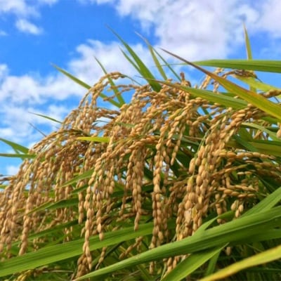 定期便3ヶ月 たごもり農園の自然米 ヒノヒカリ2kg 栽培期間中農薬不使用[No5354-0844]
