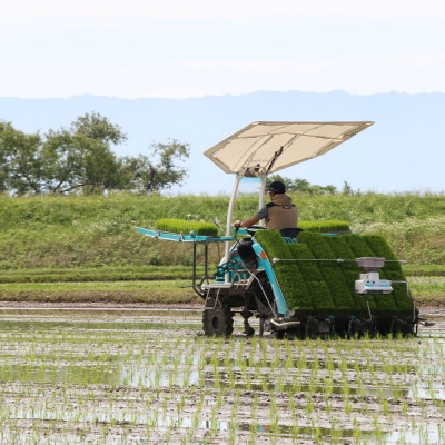 定期便3ヶ月 たごもり農園の自然米 ヒノヒカリ2kg 栽培期間中農薬不使用[No5354-0844]