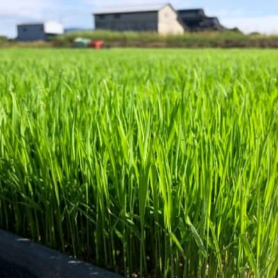 定期便6ヶ月 たごもり農園の自然米ヒノヒカリ3kg 栽培期間中 農薬不使用[No5354-0848]