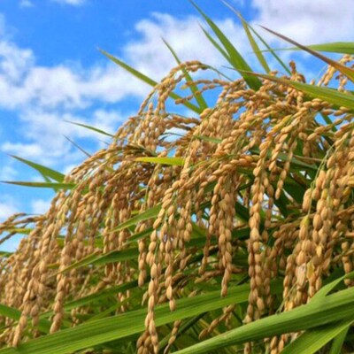 定期便3ヶ月 たごもり農園の自然米 ヒノヒカリ5kg 栽培期間中農薬不使用[No5354-0850]