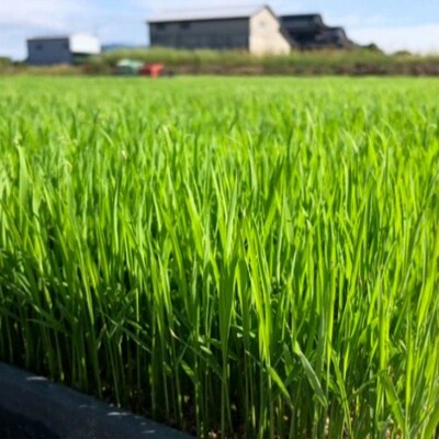 定期便6ヶ月 たごもり農園の自然米 ヒノヒカリ5kg 栽培期間中農薬不使用[No5354-0851]