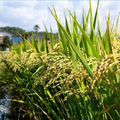 米 5kg 行徳農園のお米 ひのひかり 筑後小郡産 農家直送 お米 コメ[No5354-0275]