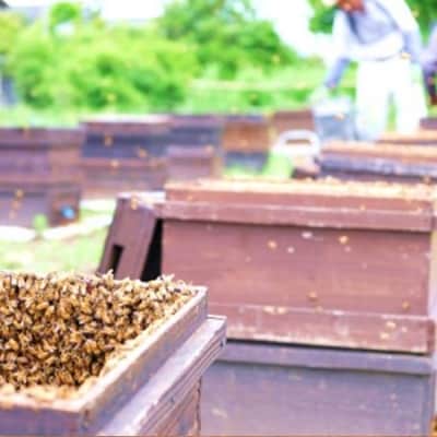 はちみつ 国産 天然 純はちみつ さくら 1kg ハチミツ 蜂蜜[No5354-0859]