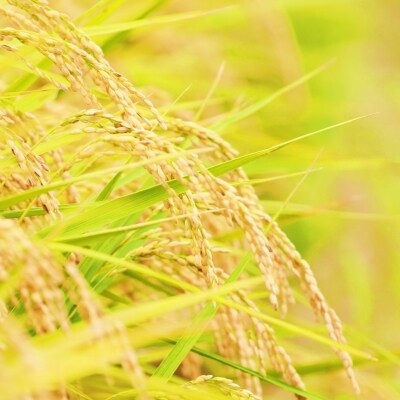 【定期便】福岡県産 無洗米ひのひかり 5kg×6ヵ月