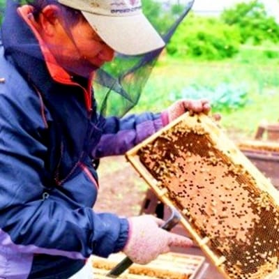 天然 国産 純はちみつ 巣蜜 約250g前後[No5354-0902]