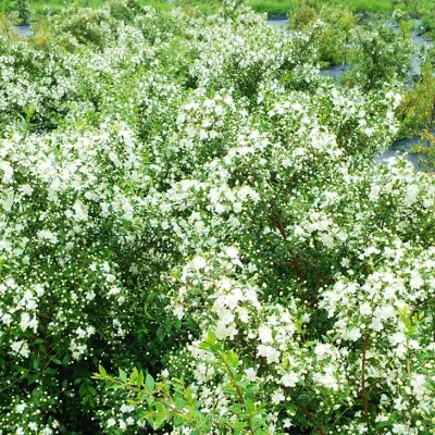 久光農園　木々のアロマのマスクスプレー　1本
