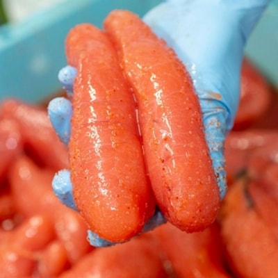 辛子明太子 500g 叶タオル付き 頑張れ 小郡市 さかえや めんたいこ[No5354-0007]