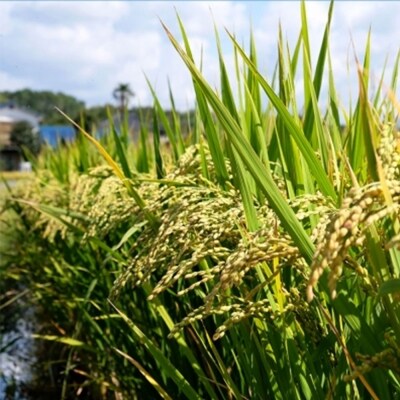 米 10kg 行徳農園のお米 ひのひかり 筑後小郡産 農家直送 お米 コメ[No5354-0276]