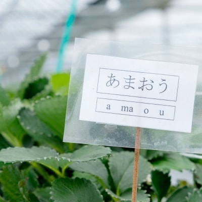 【正月配送】いちご職人からのお年玉 「あまおう」 白木のいちご しあわせもん