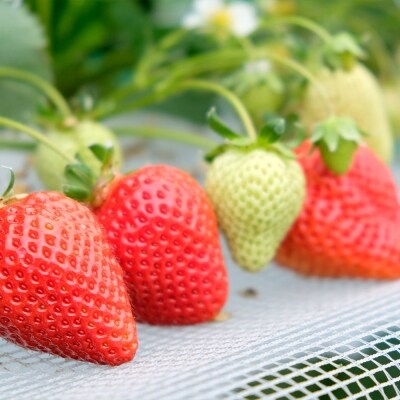【4ヶ月定期便】いちご職人 白木のいちご 4品種食べ比べ 化粧箱  4回コース