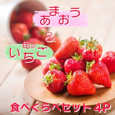 白木のいちご 「あまおう2P」と「旬のいちご2P」食べ比べセット[No5354-0587]