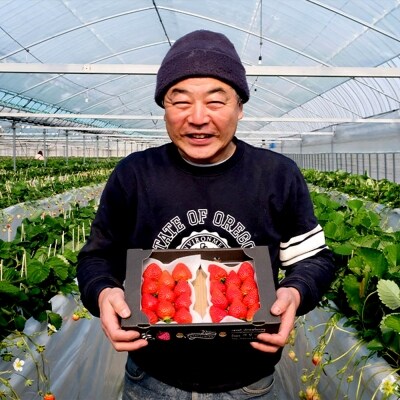 いちご いちごの王様 あまおう&紅ほっぺ 各1パック (280g×2)[No5354-0468]