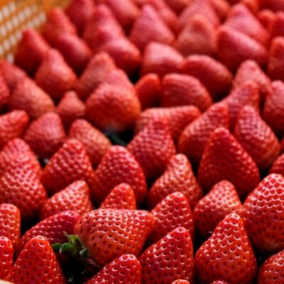 いちご あまおう&紅ほっぺ 各2パック (280g×4)[No5354-0469]