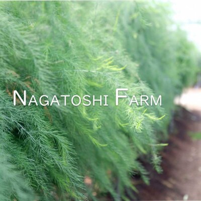 先行受付  アスパラガス 小郡産 朝採り 500g 野菜 永利農園[No5354-0356]
