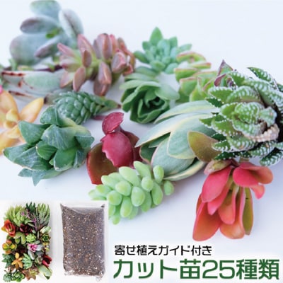 多肉植物 ハオルチア入り じぶんで植える多肉の寄せ植えセット[No5354-0594]