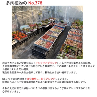 多肉植物 ハオルチア入り じぶんで植える多肉の寄せ植えセット[No5354-0594]